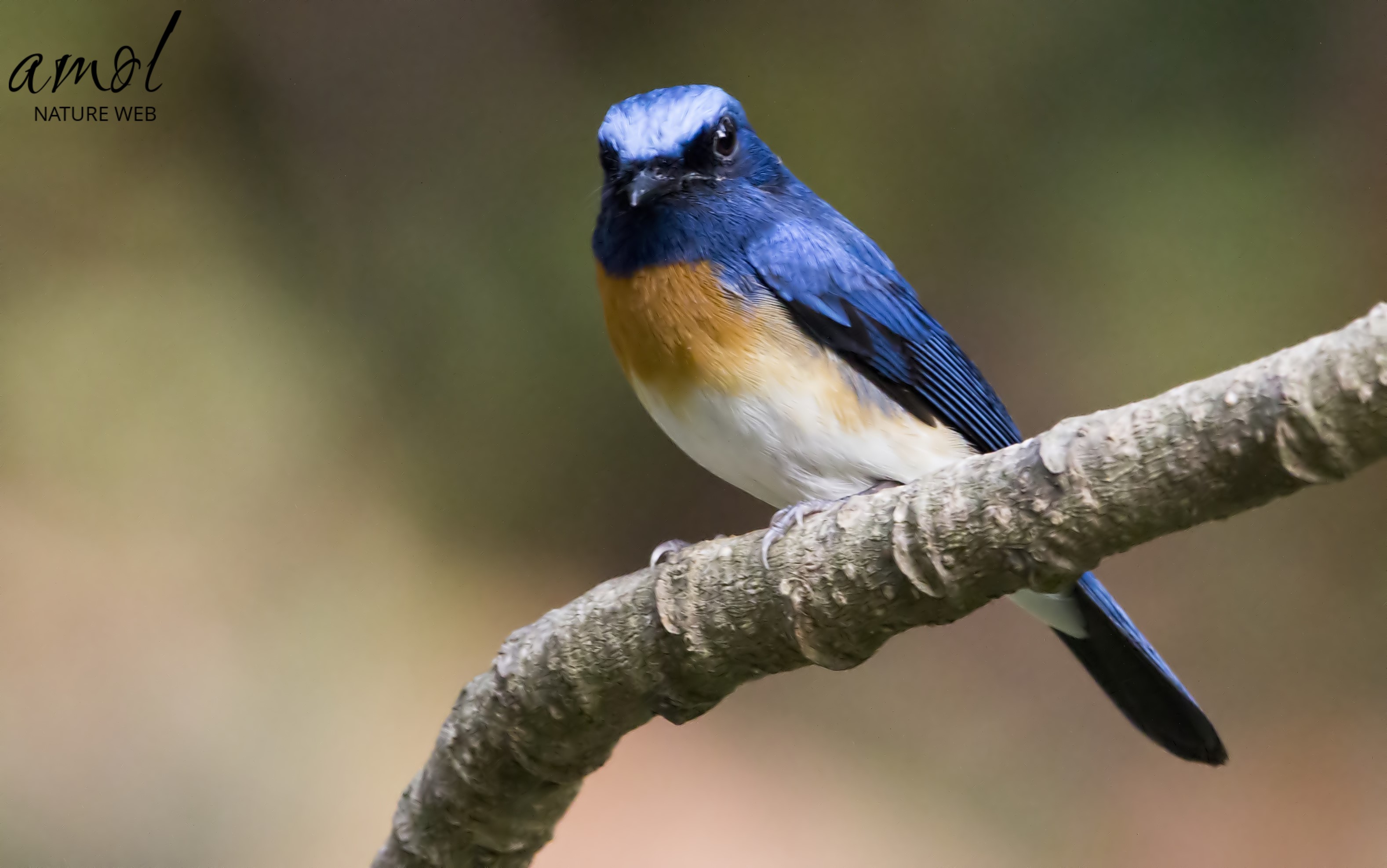 Blue-throated Flycatcher